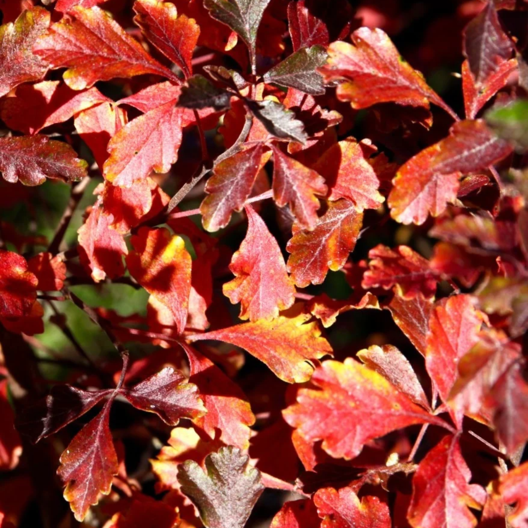 Rhus aromatica Lacette™