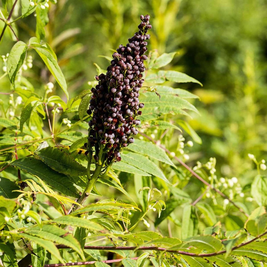 Rhus glabra