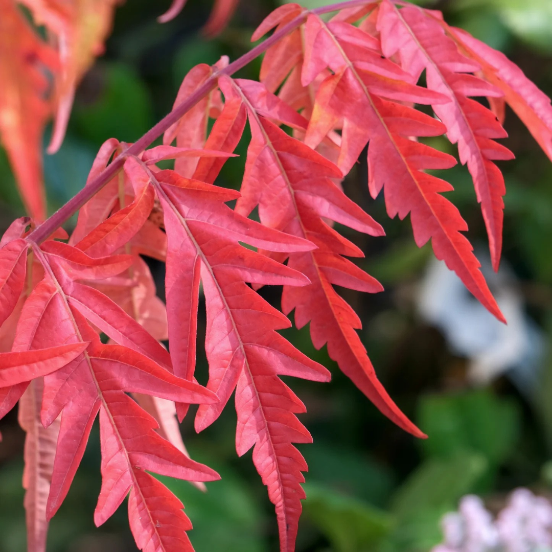 Rhus glabra 'Laciniata'