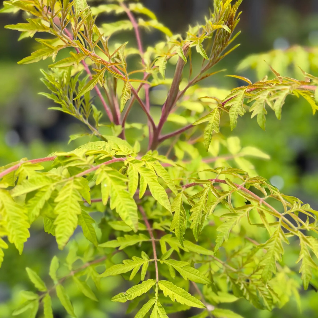 Rhus typhina Tiger Eyes®
