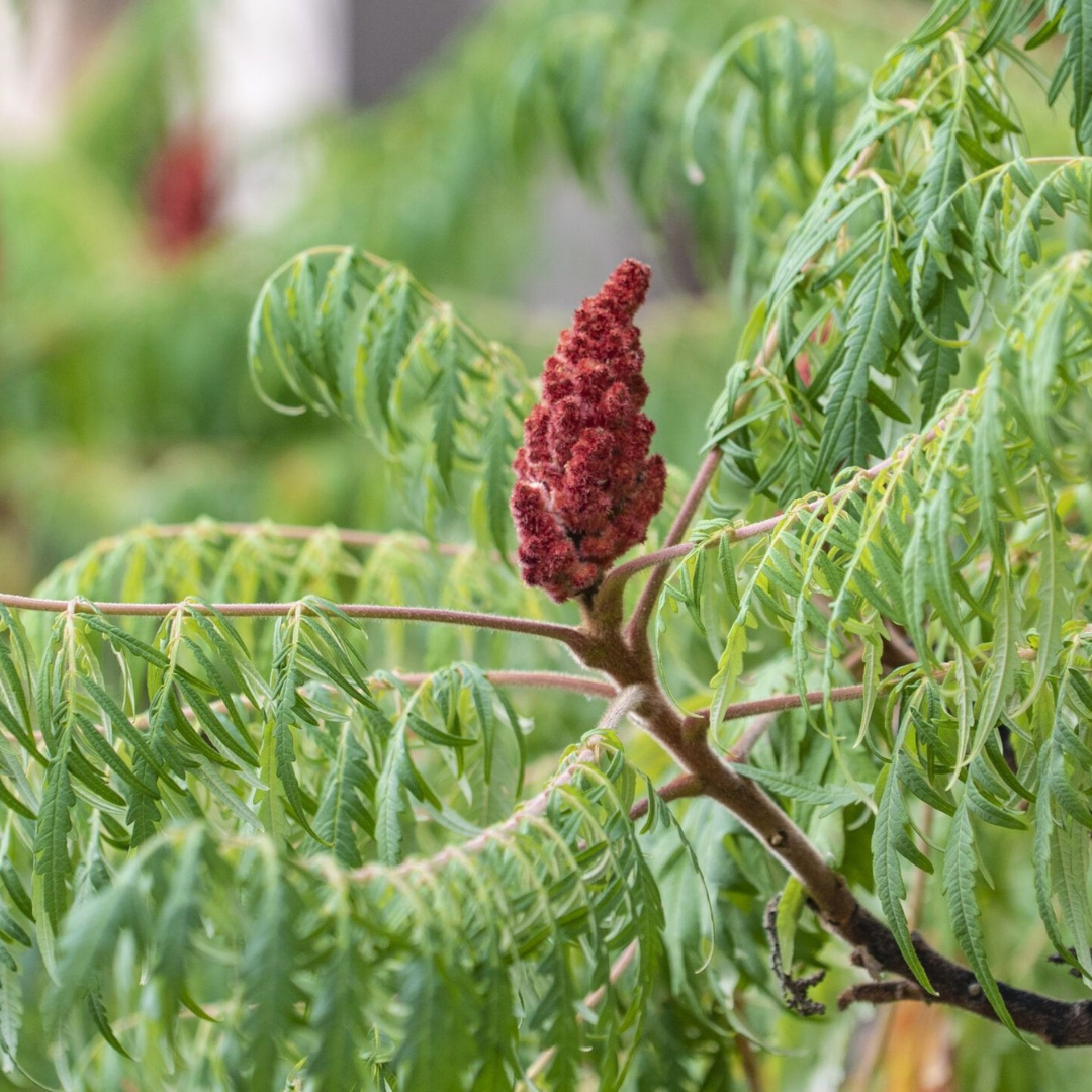 Rhus typhina 'Dissecta'