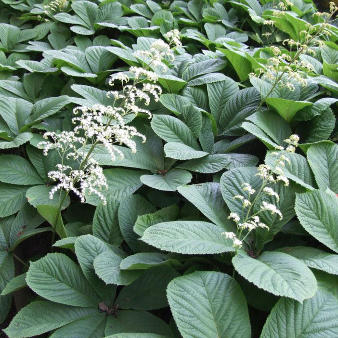 Rodgersia aesculifolia