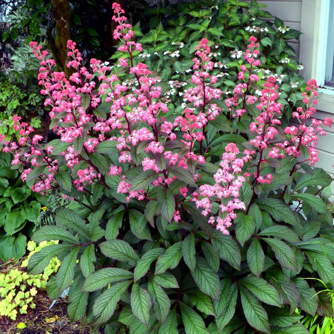 Rodgersia pinnata 'Bronze Peacock'