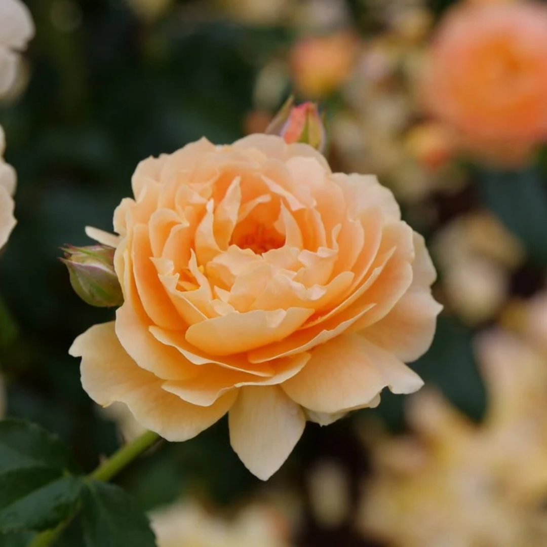 Rosa x At Last®