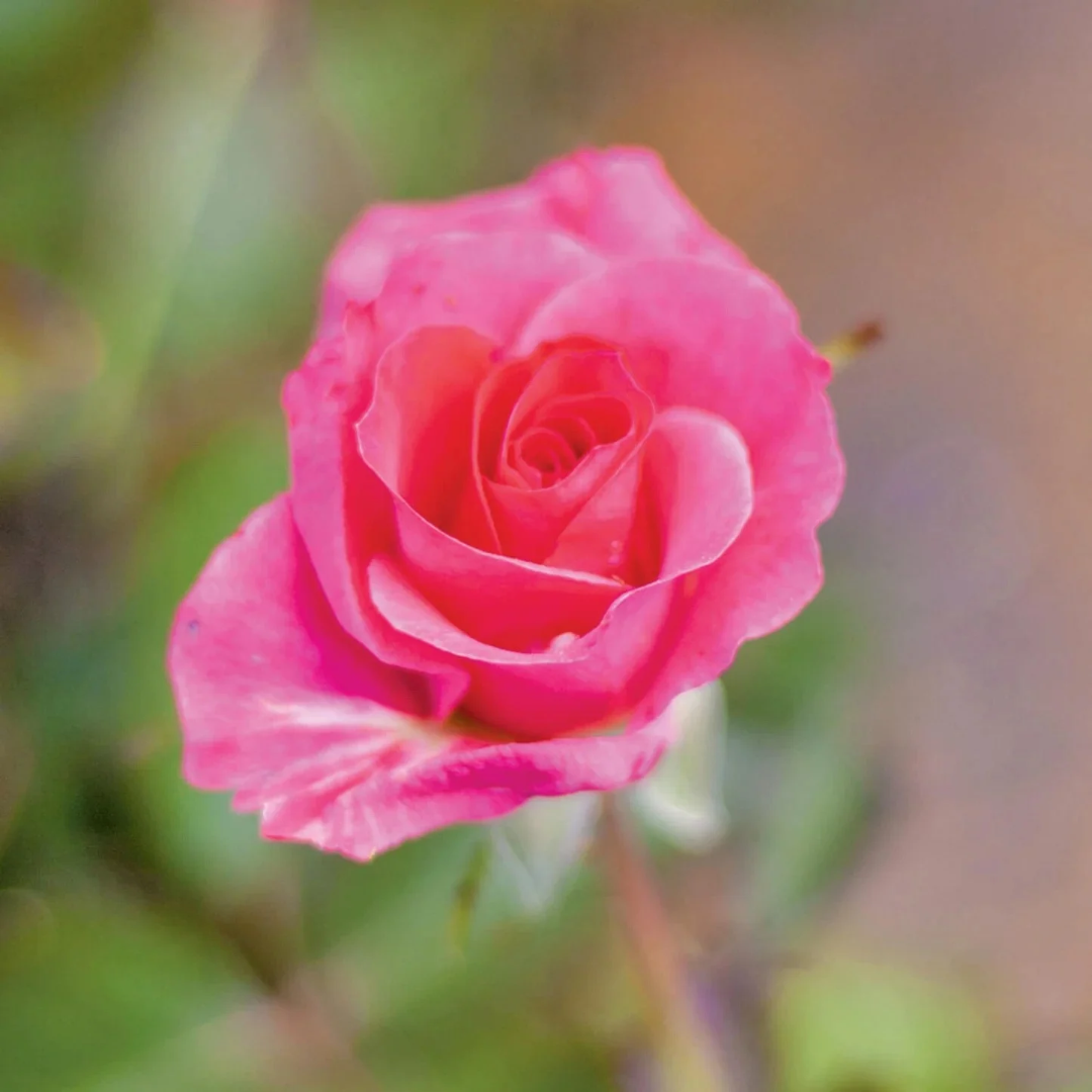 Rosa x Aurora Borealis™