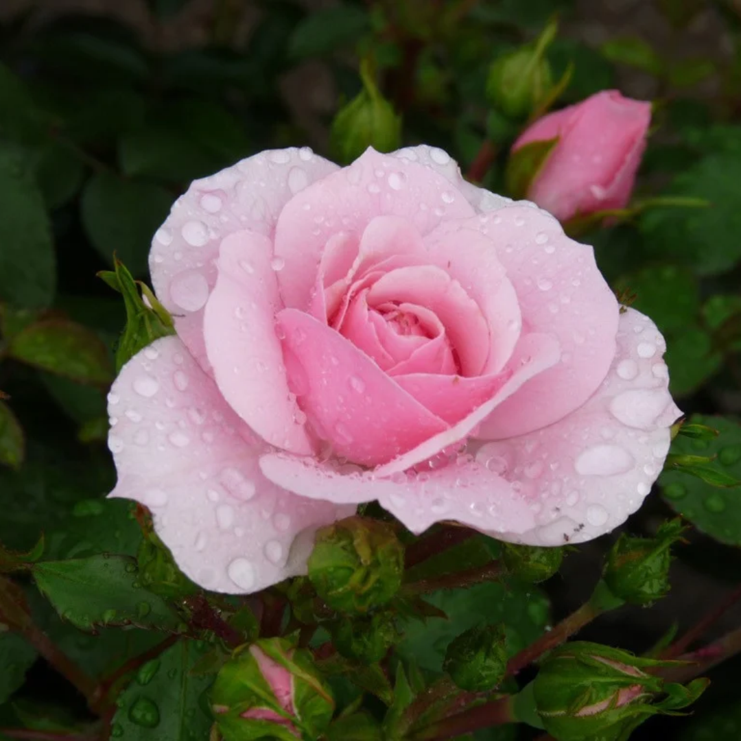 Rosa x Bonica 82