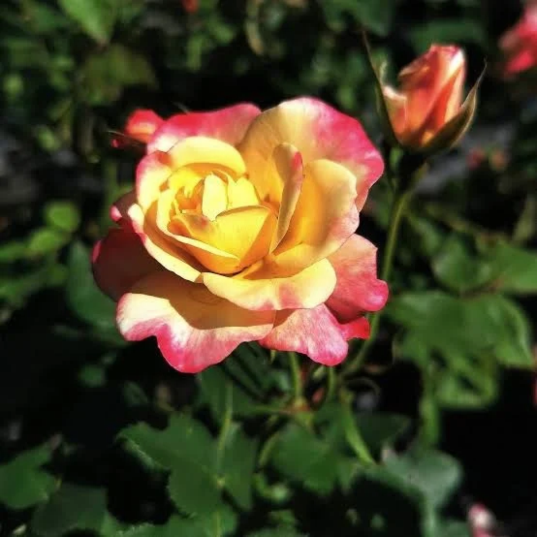 Rosa x Campfire