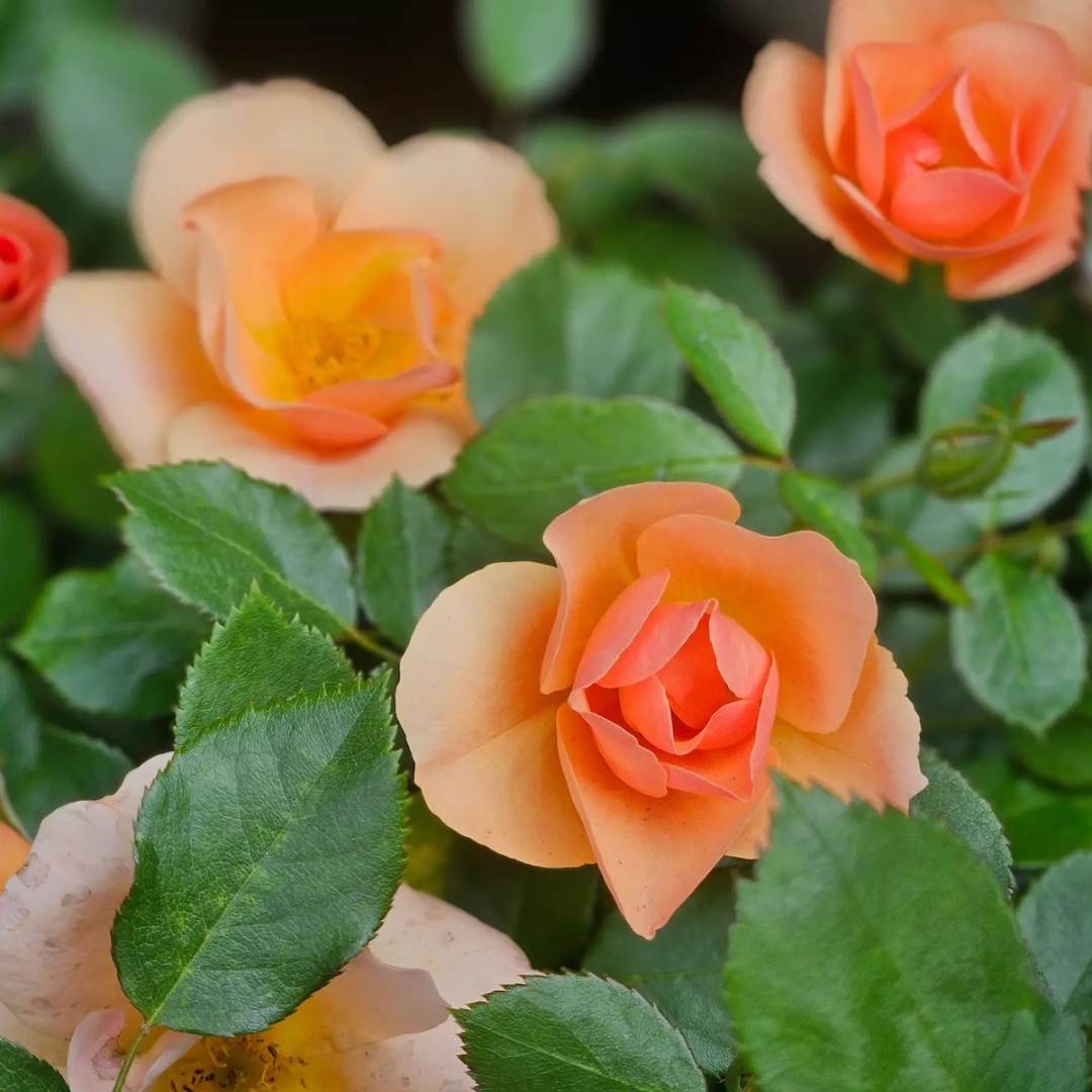 Rosa x Chinook Sunrise™