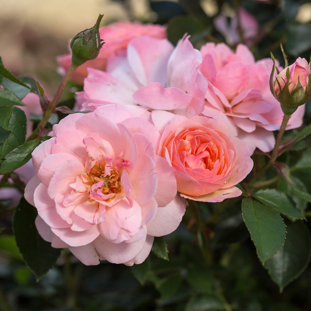 Rosa x Easy Elegance® Calypso