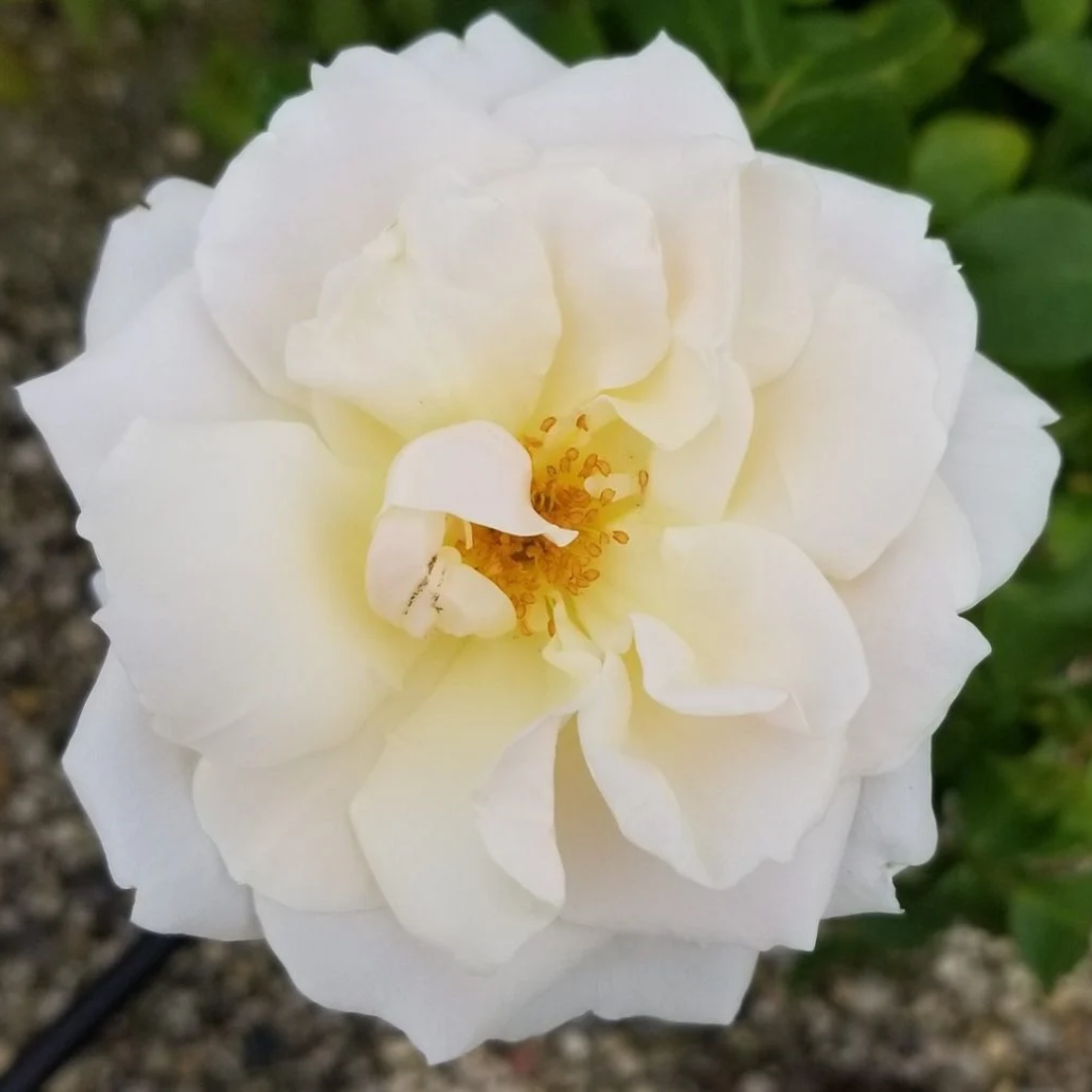 Rosa x Easy Elegance® Champagne Wishes