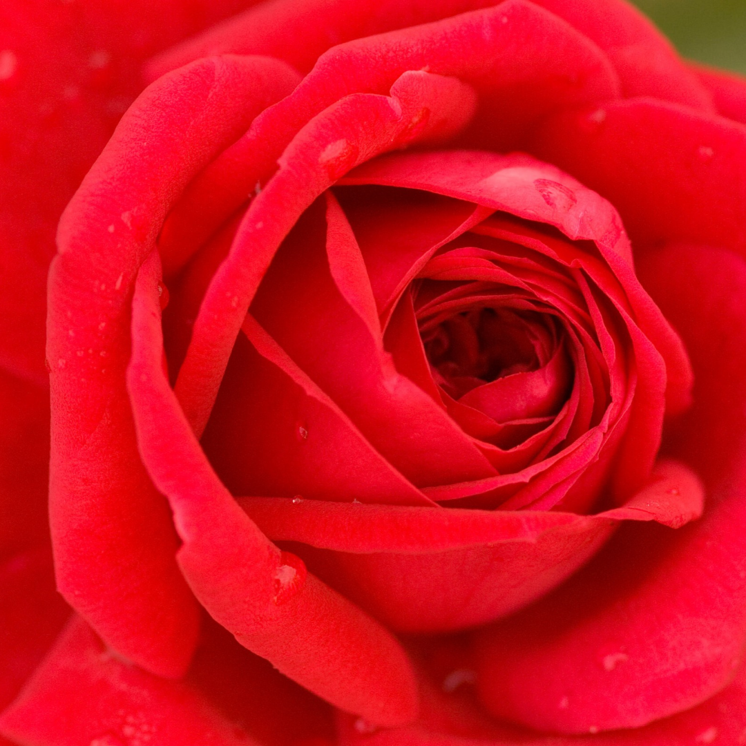 Rosa x Easy Elegance® Kashmir
