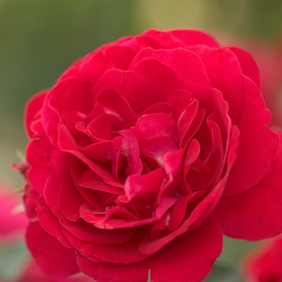 Rosa x Easy Elegance® Paint the Town
