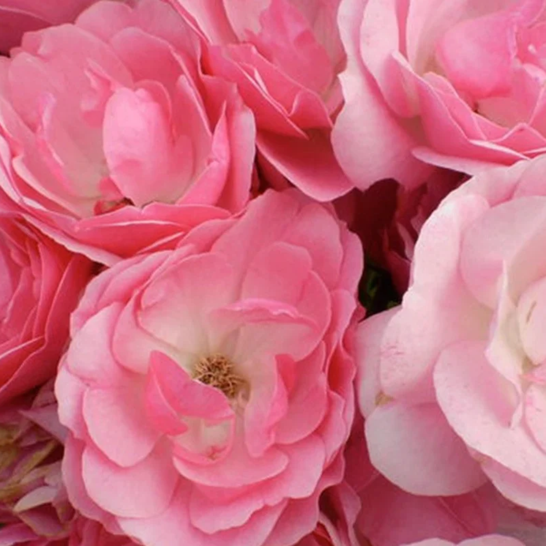 Rosa x Easy Elegance® Pinktopia