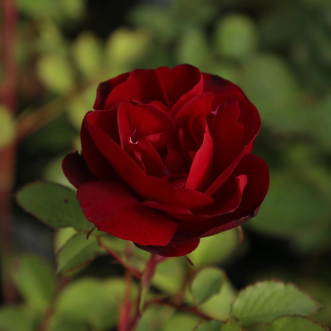 Rosa x Hope for Humanity