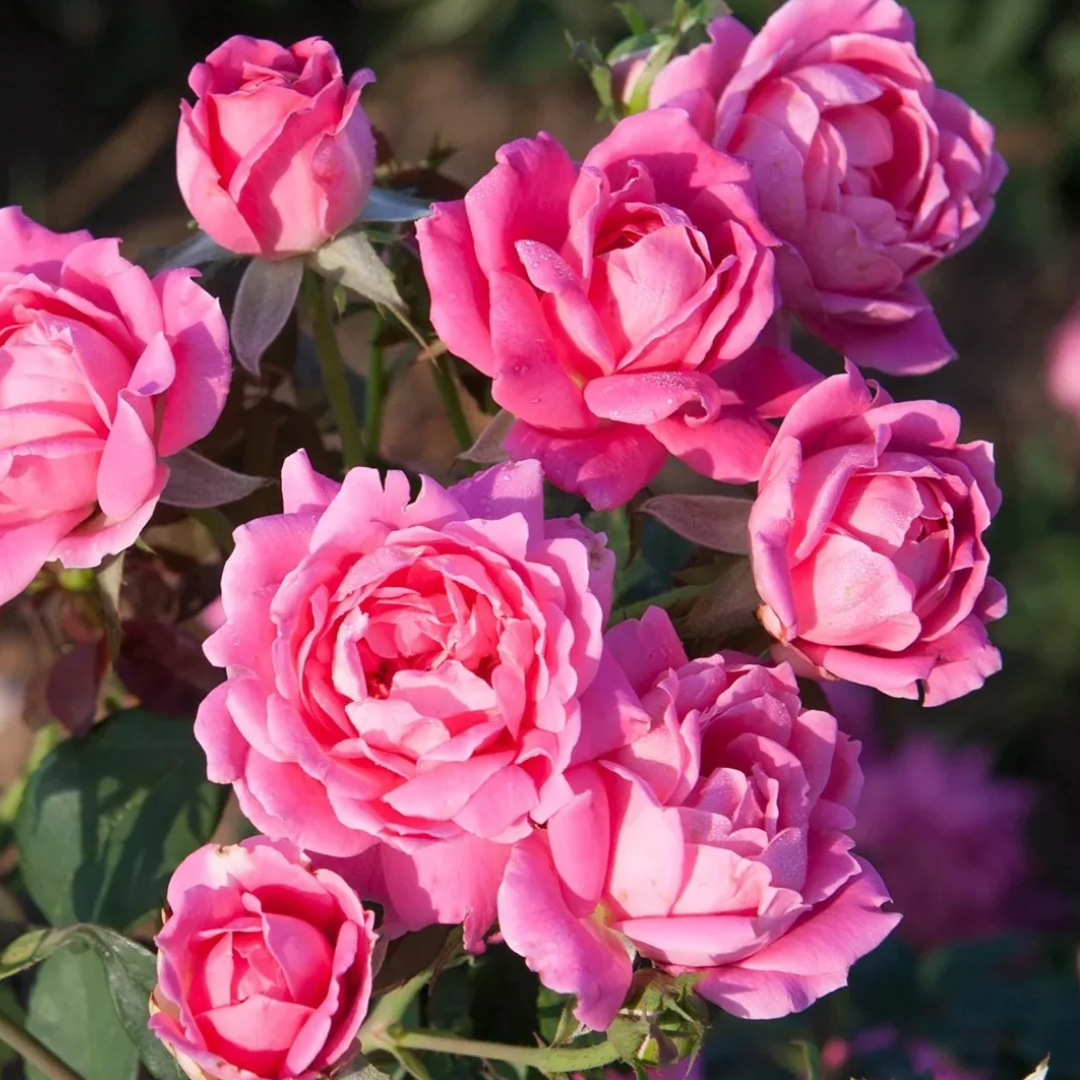 Rosa x Knock Out® Double Pink