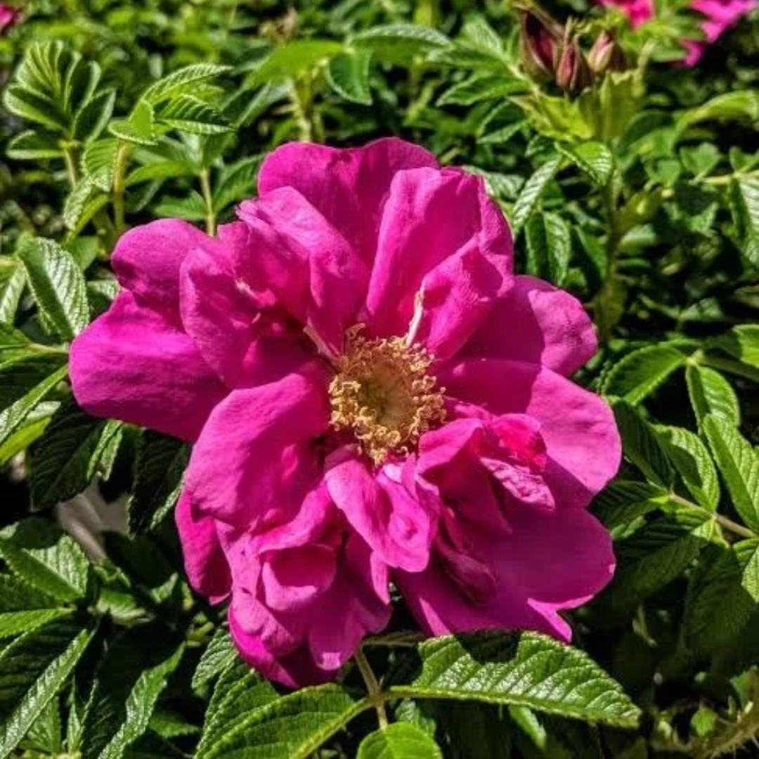 Rosa x Purple Pavement