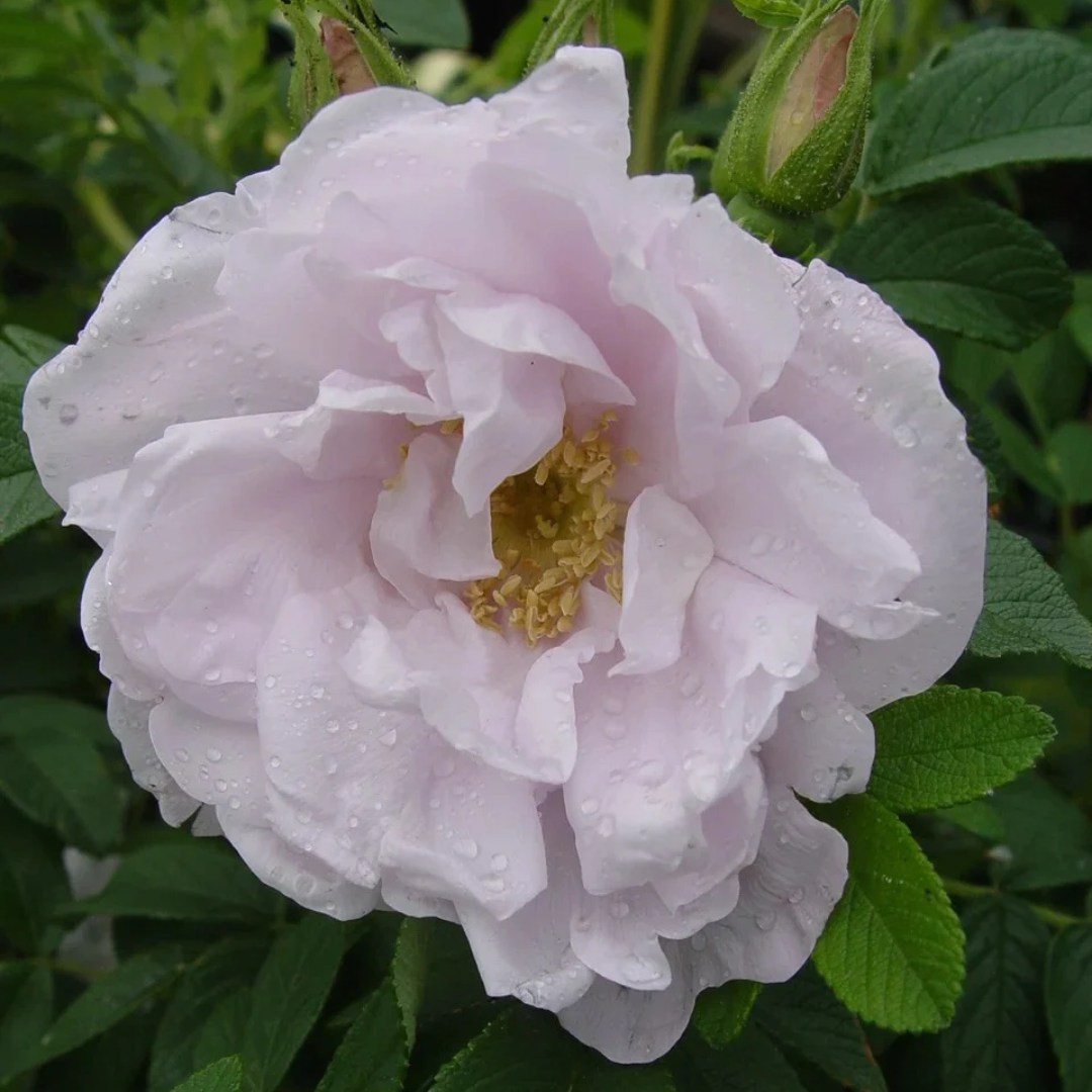 Rosa x Snow Pavement