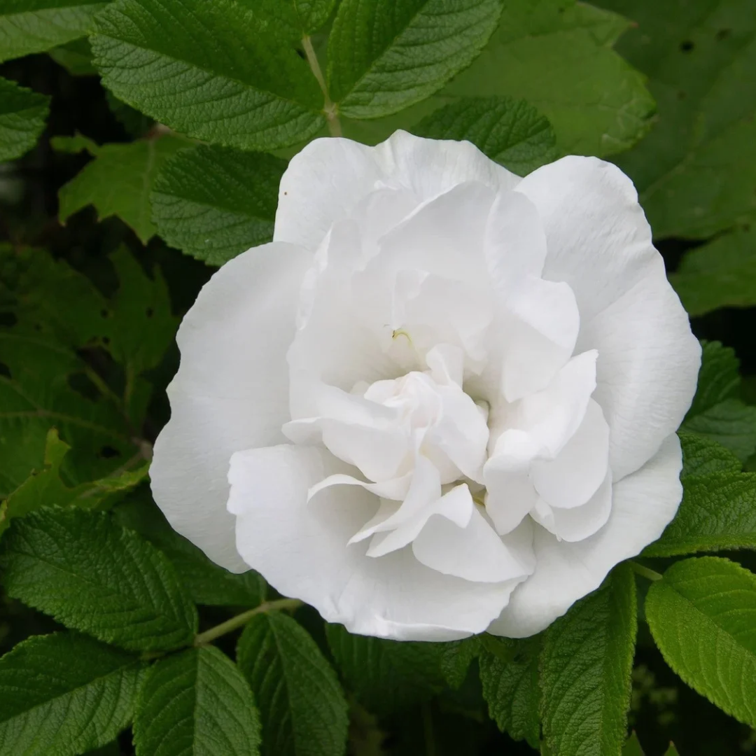 Rosa x 'Blanc Double de Coubert'