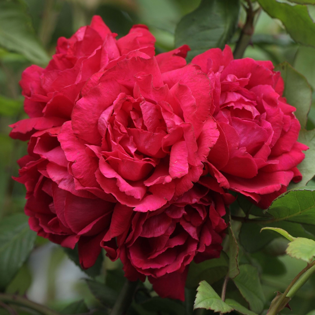 Rosa x 'Blaze Improved'