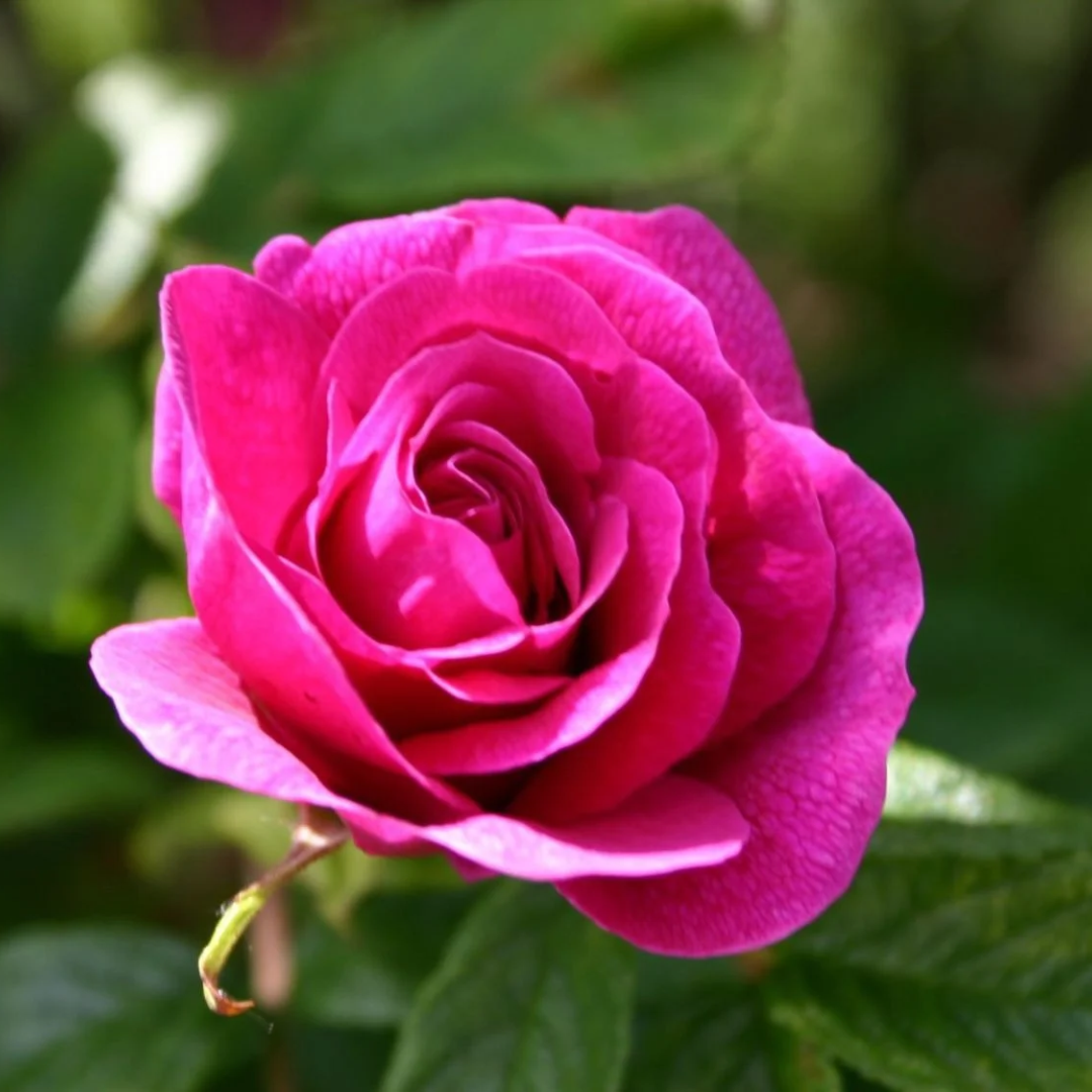 Rosa x 'Hansa'