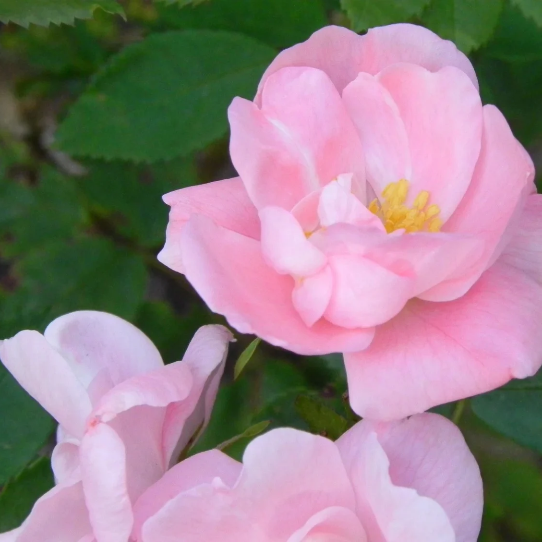 Rosa x 'Lucy Irene'