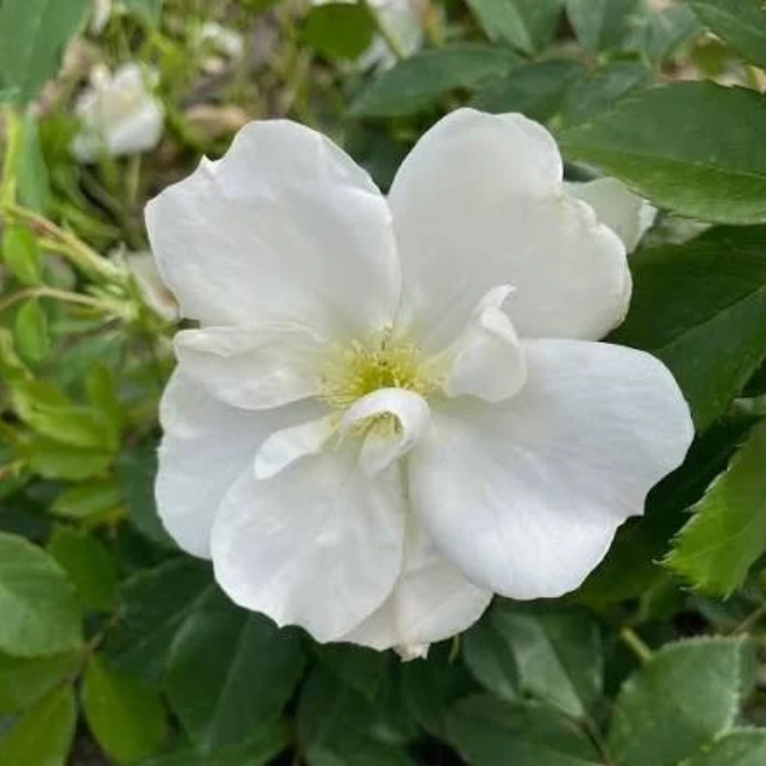 Rosa x 'Morden Snowbeauty'