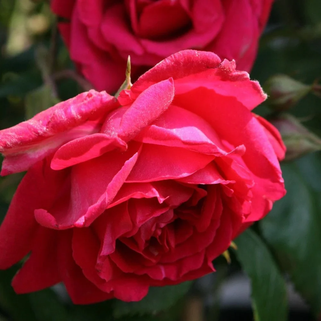 Rosa x 'Paul's Scarlet Climber'