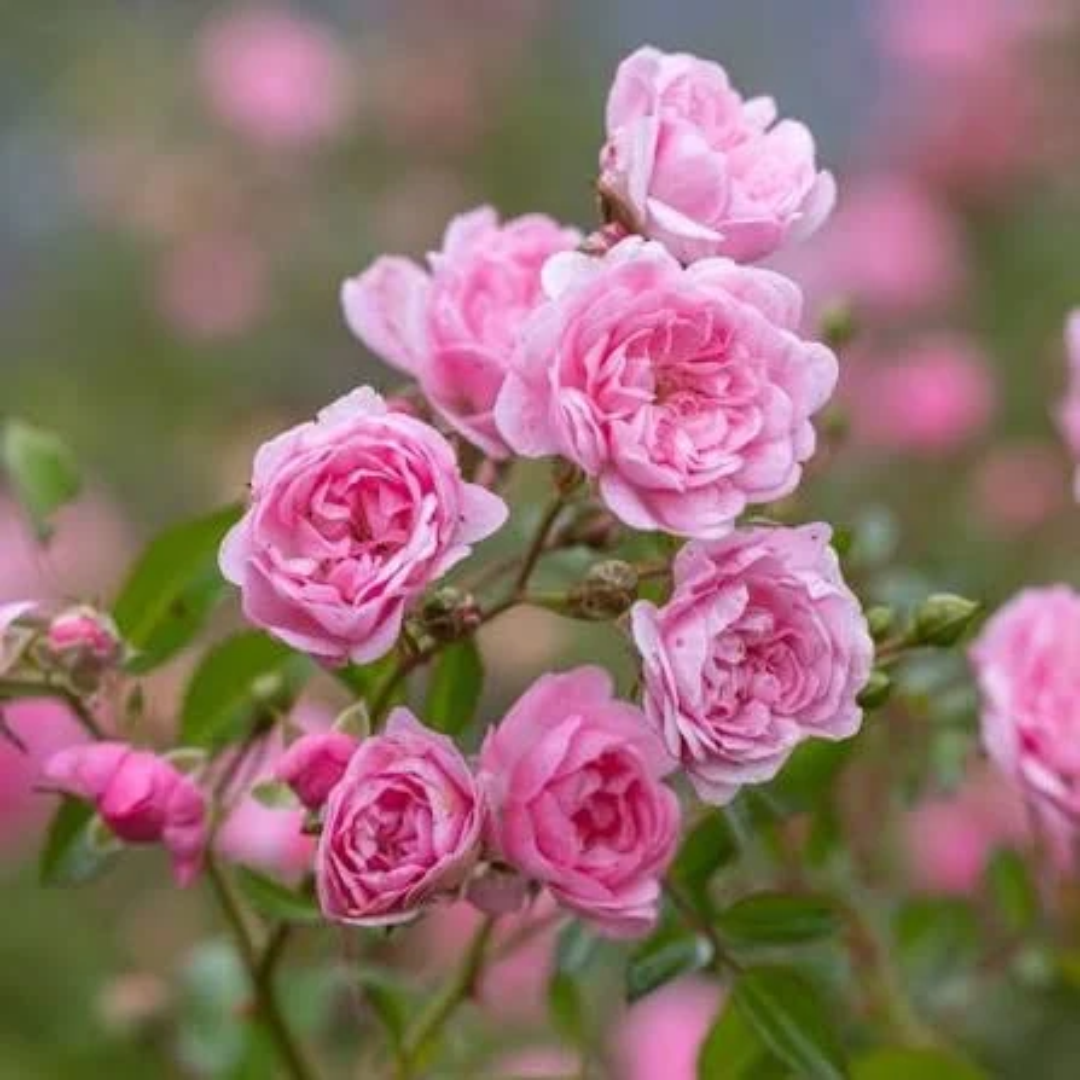 Rosa x 'The Fairy'