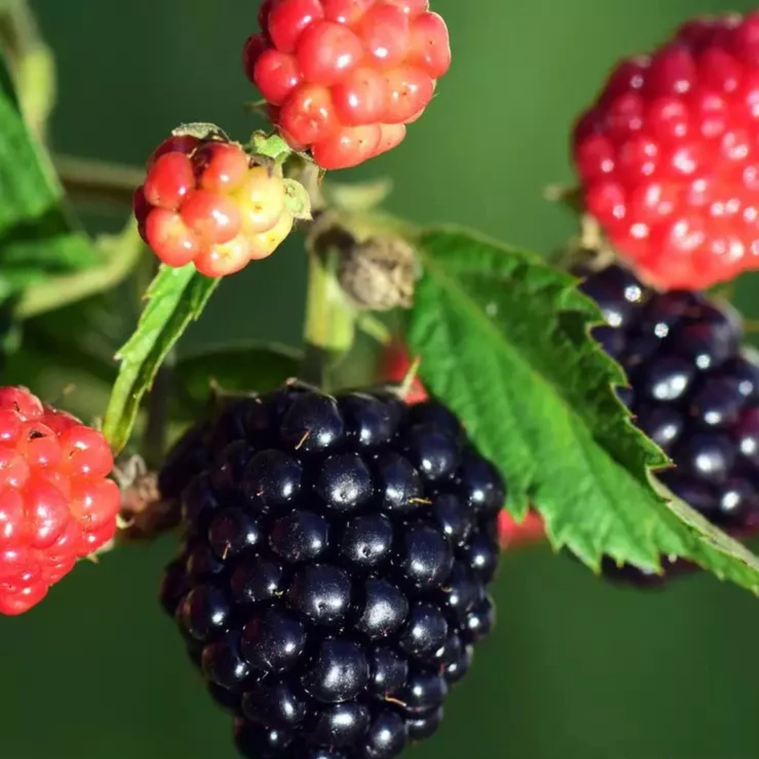 Rubus allegheniensis