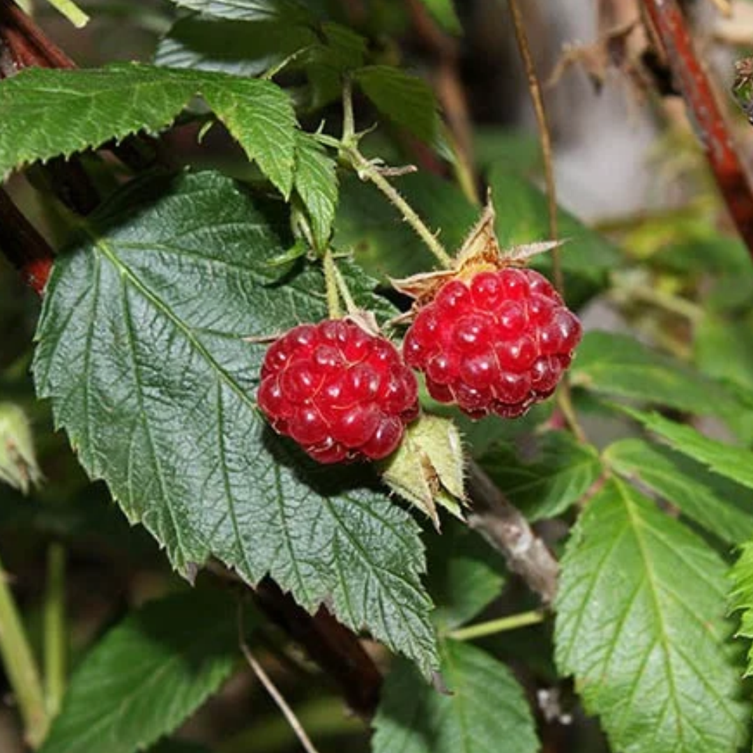 Rubus idaeus var. strigosus