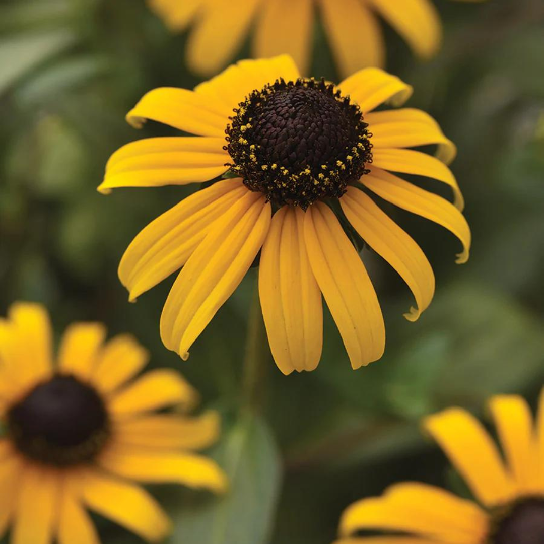 Rudbeckia fulgida 'Goldblitz'