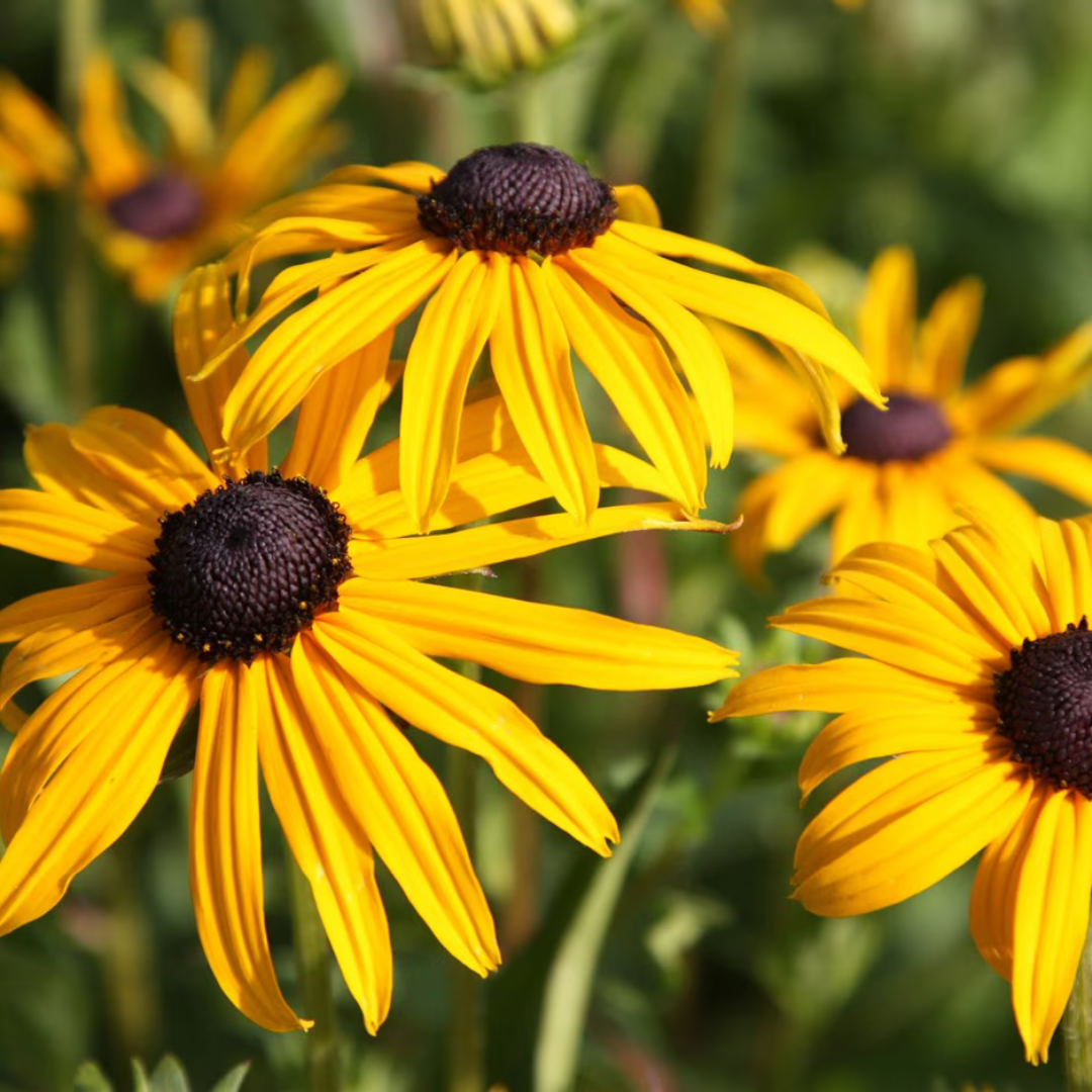 Rudbeckia fulgida 'Goldsturm'