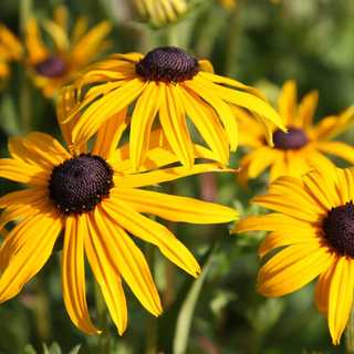 Rudbeckia 'Goldsturm'