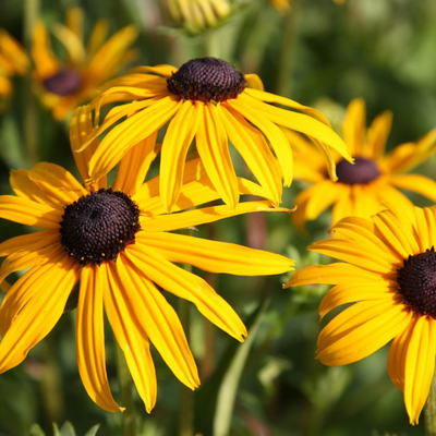 Rudbeckia 'Goldsturm'