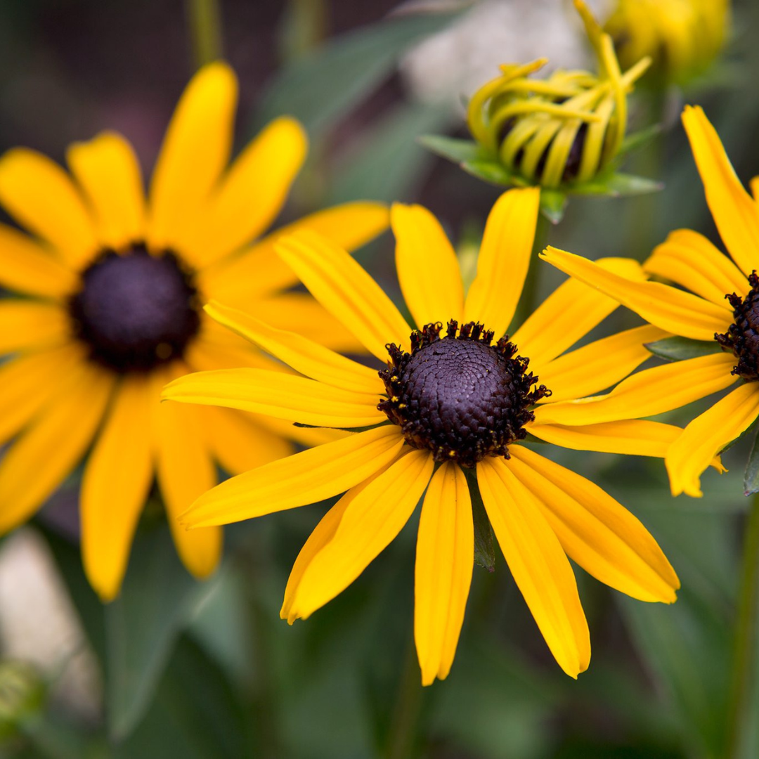 Rudbeckia fulgida 'Little Goldstar'