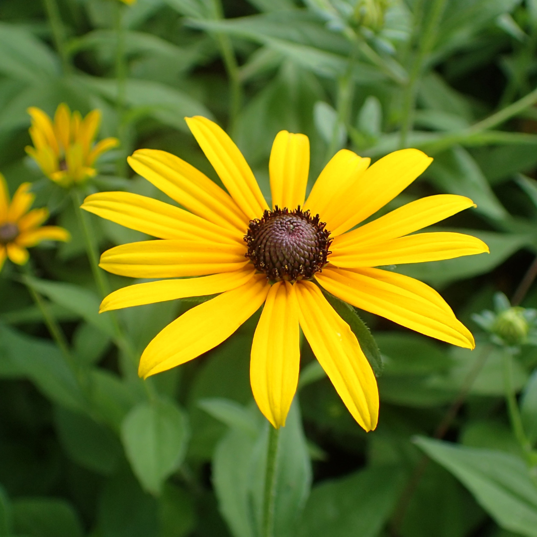 Rudbeckia hirta