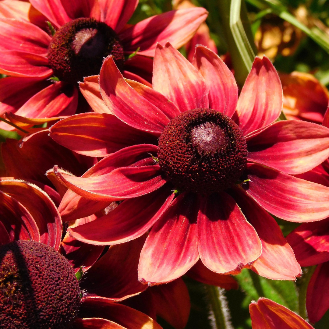 Rudbeckia hirta 'Cherry Brandy'