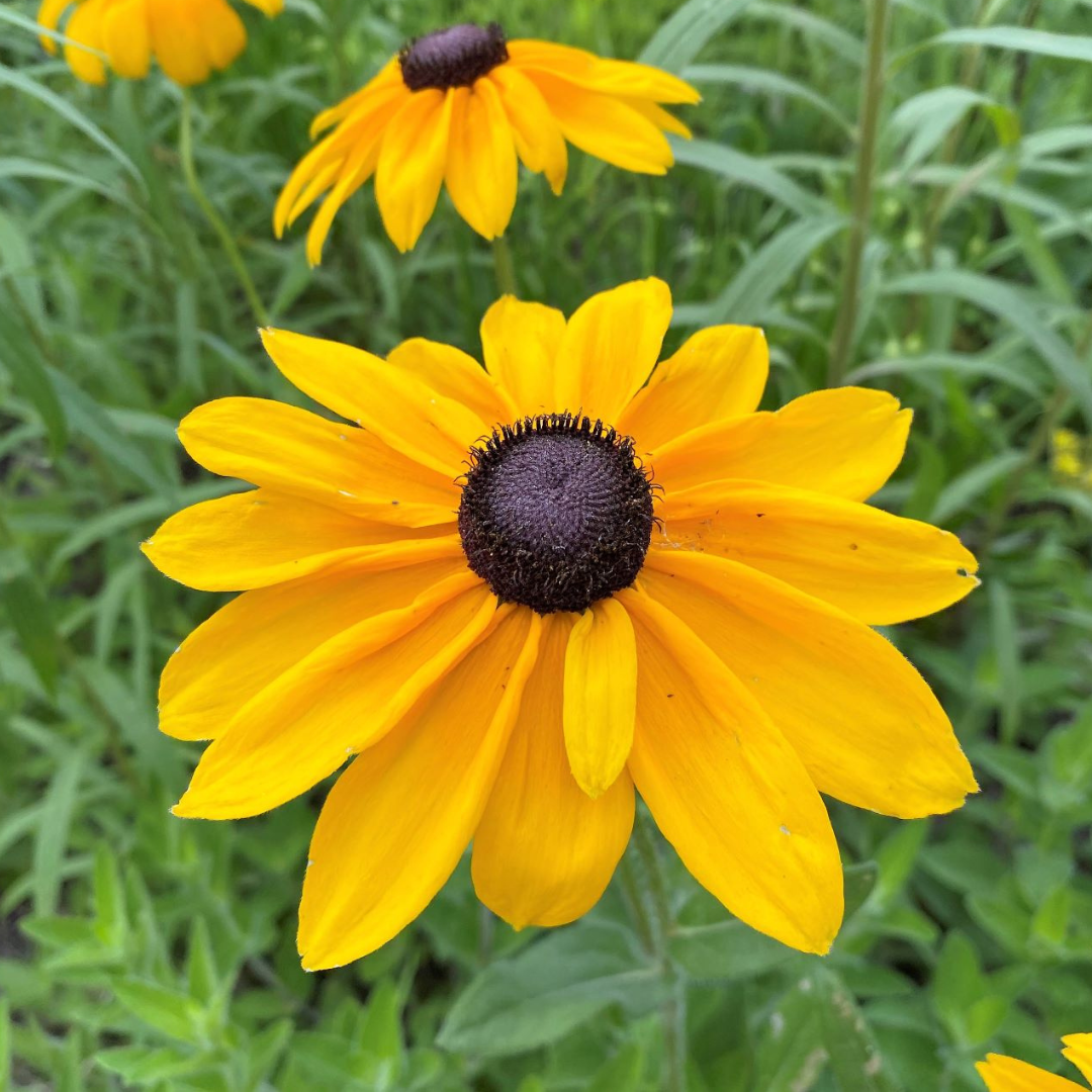 Rudbeckia hirta 'Indian Summer'