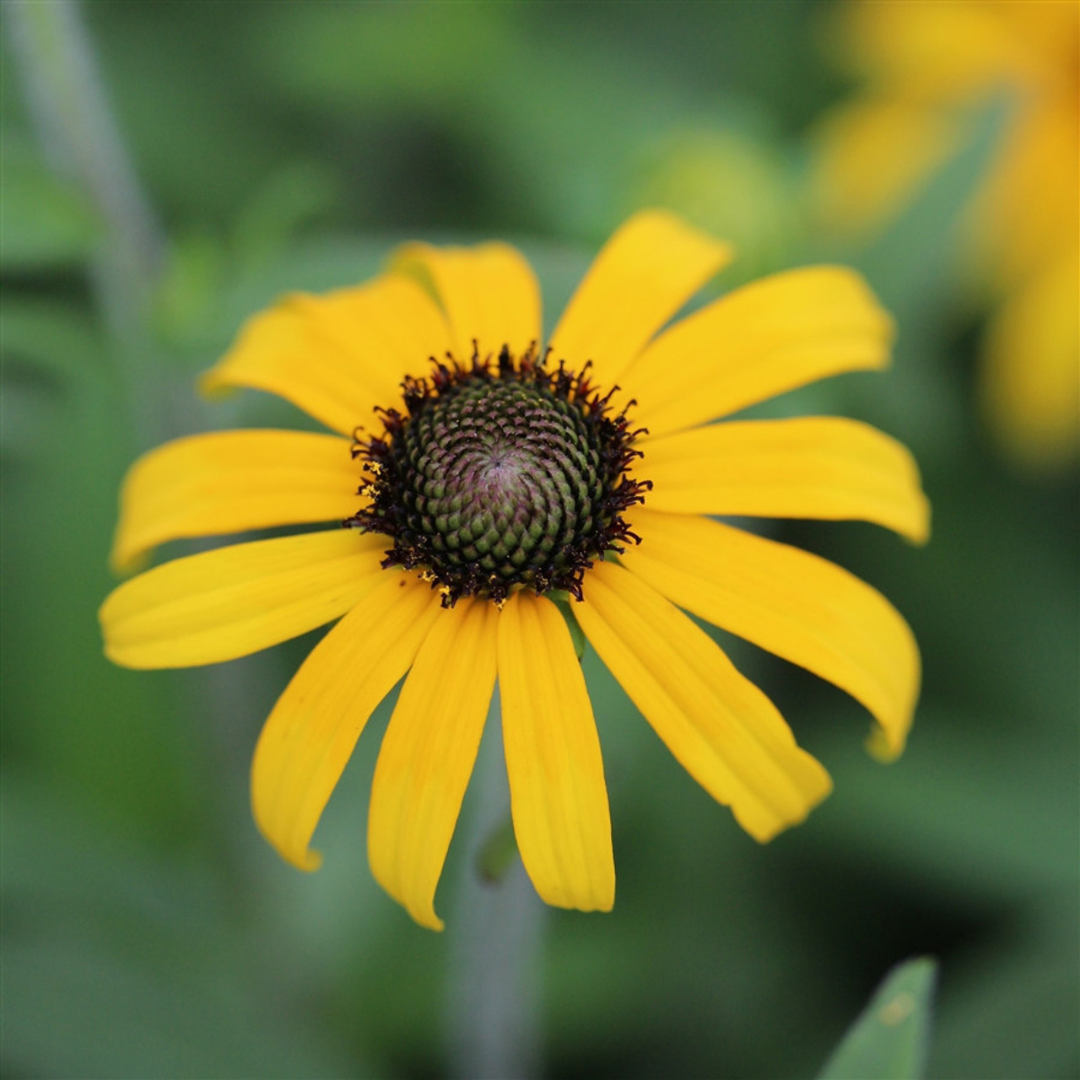 Rudbeckia x 'American Gold Rush'