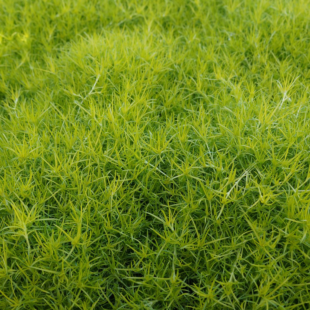 Sagina 'Aurea' / Scotch Moss