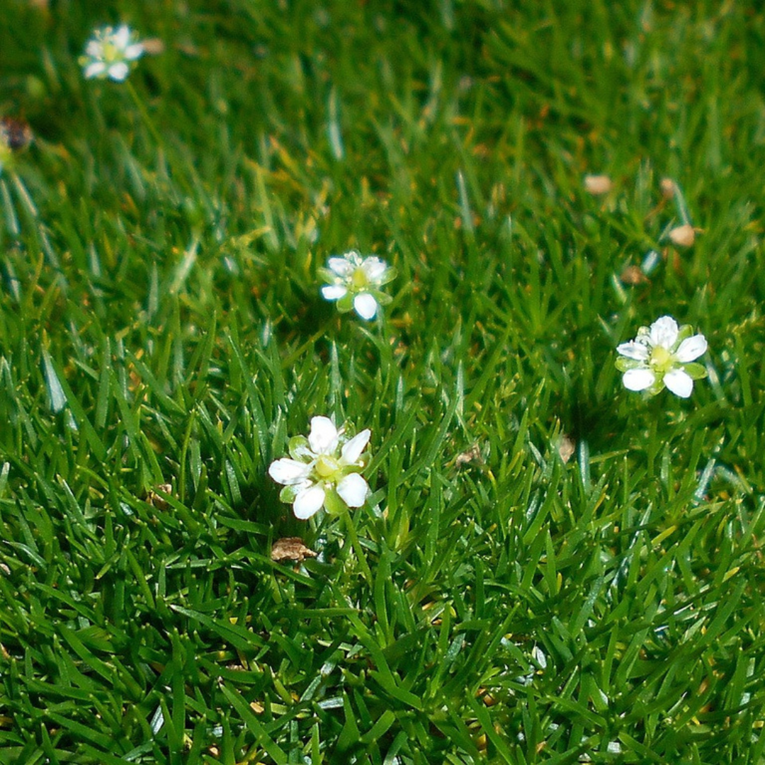 Sagina 'Irish Moss'