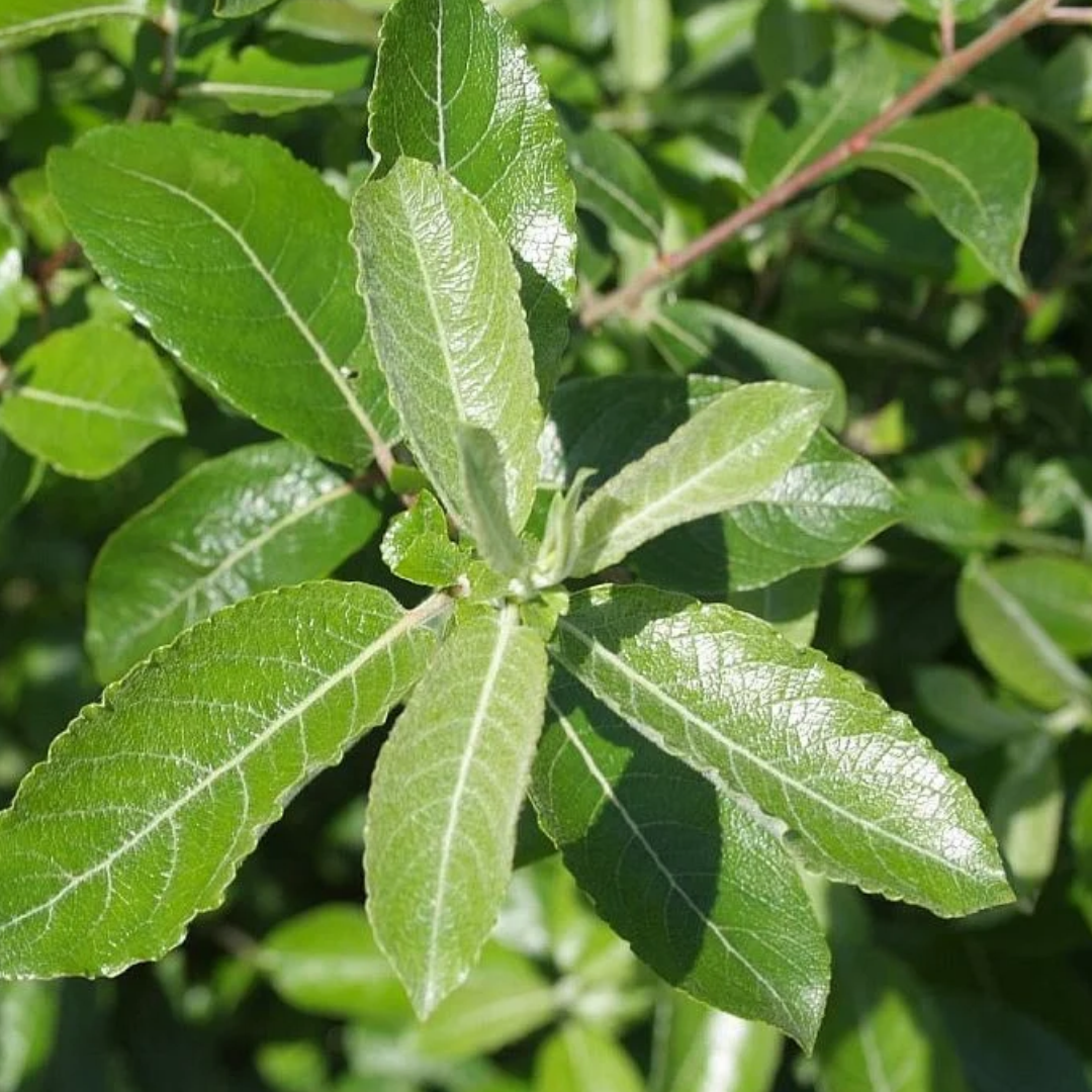 Salix discolor