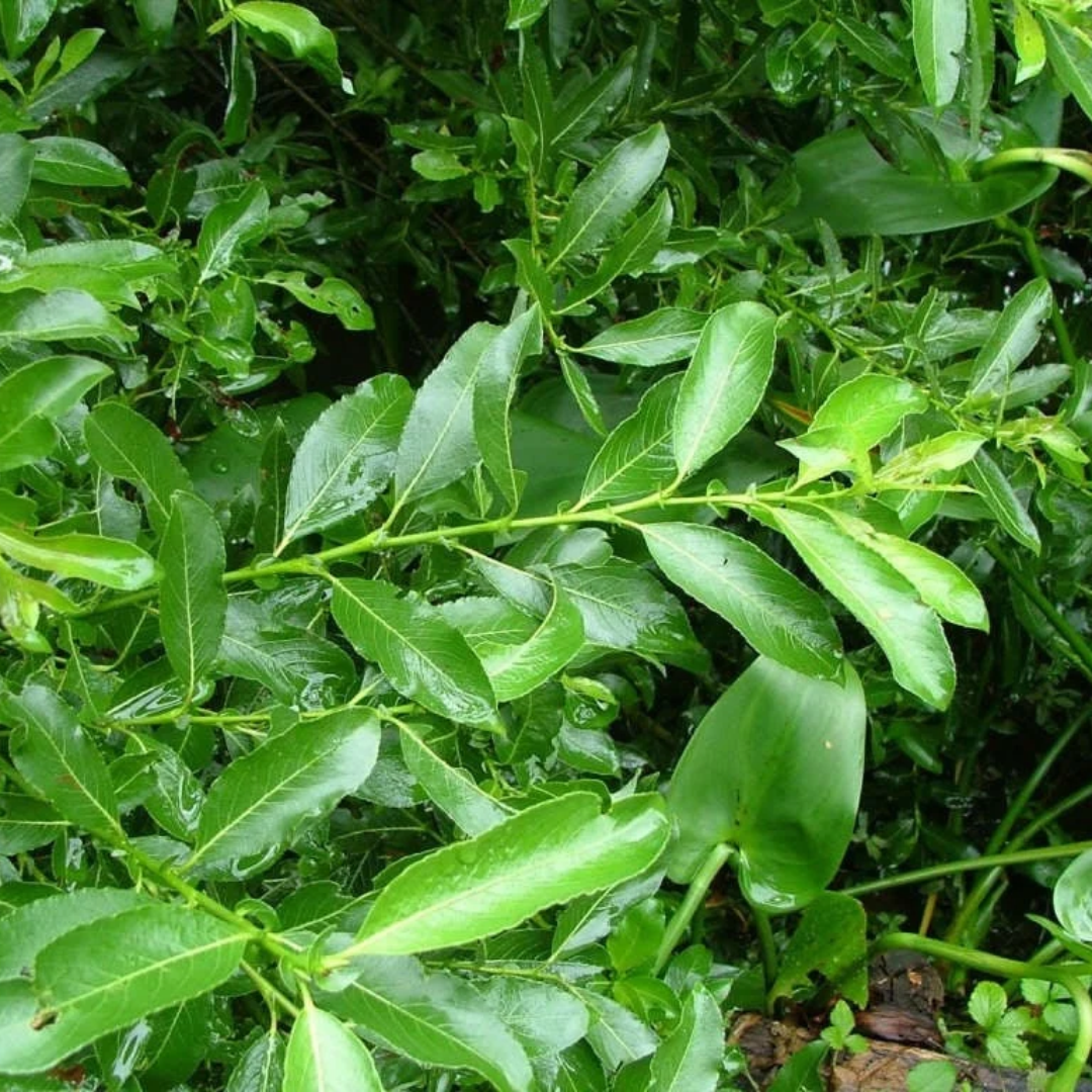 Salix gracilistyla 'Melanostachys'