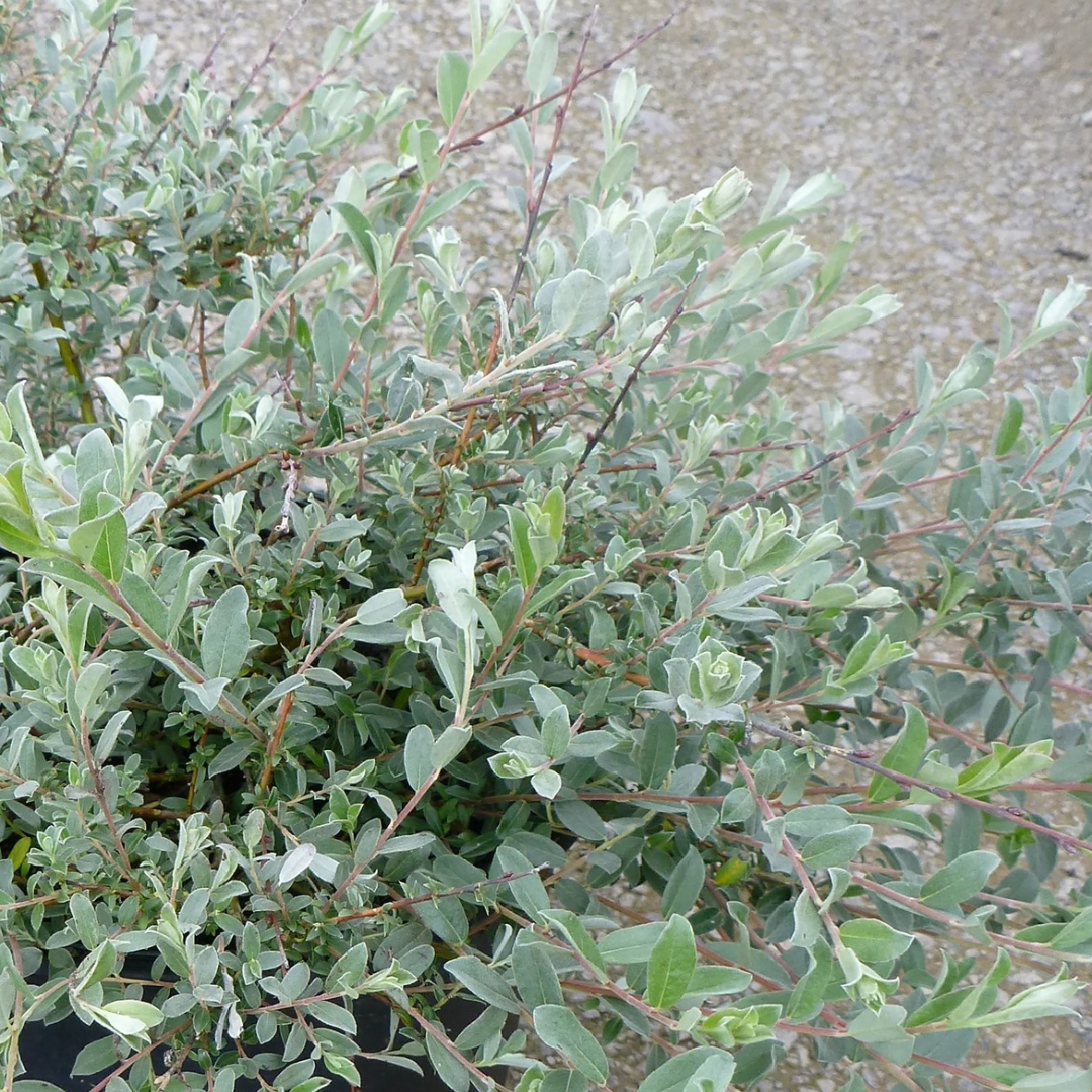 Salix repens