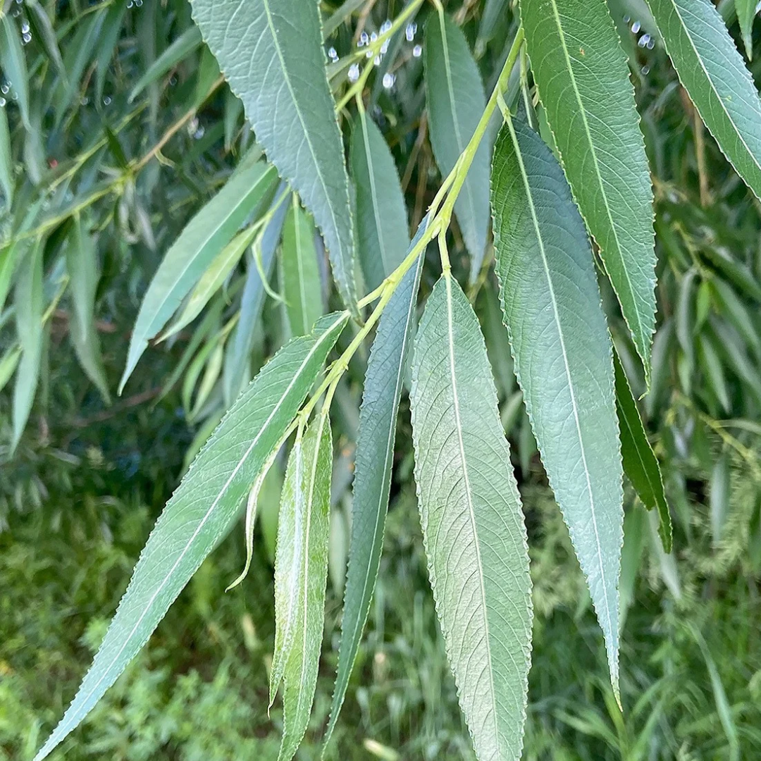 Salix amygdaloides