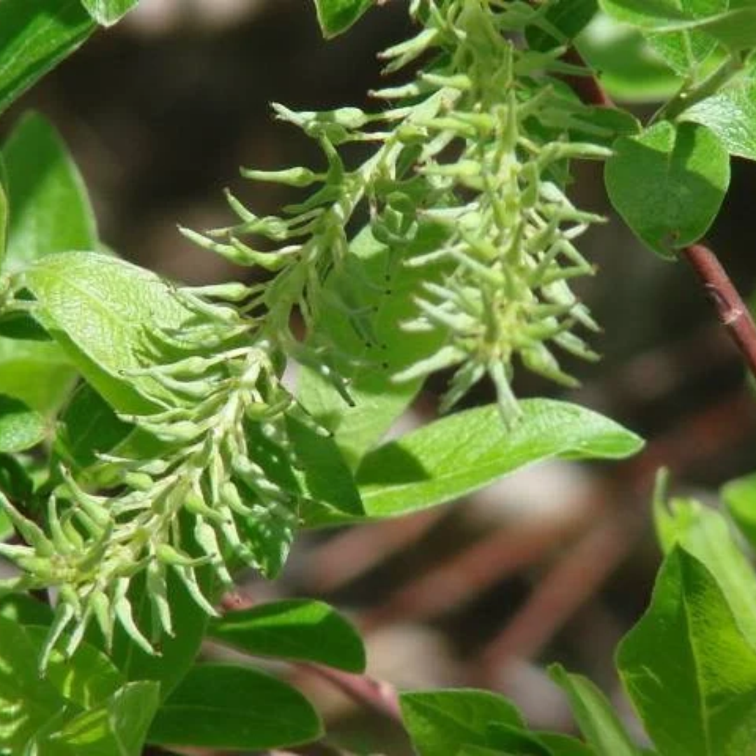Salix bebbiana