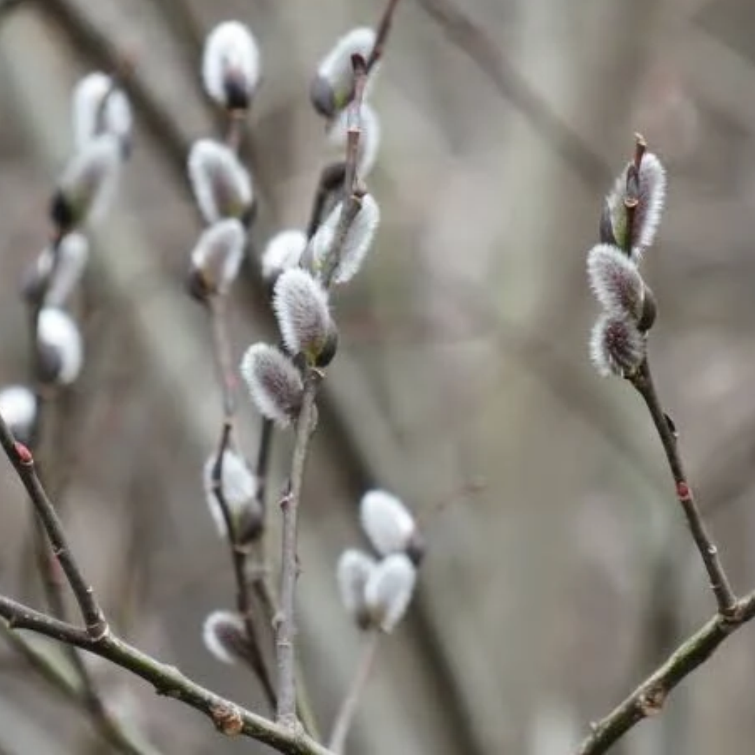 Salix discolor