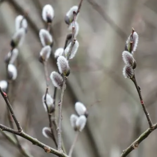 Salix discolor