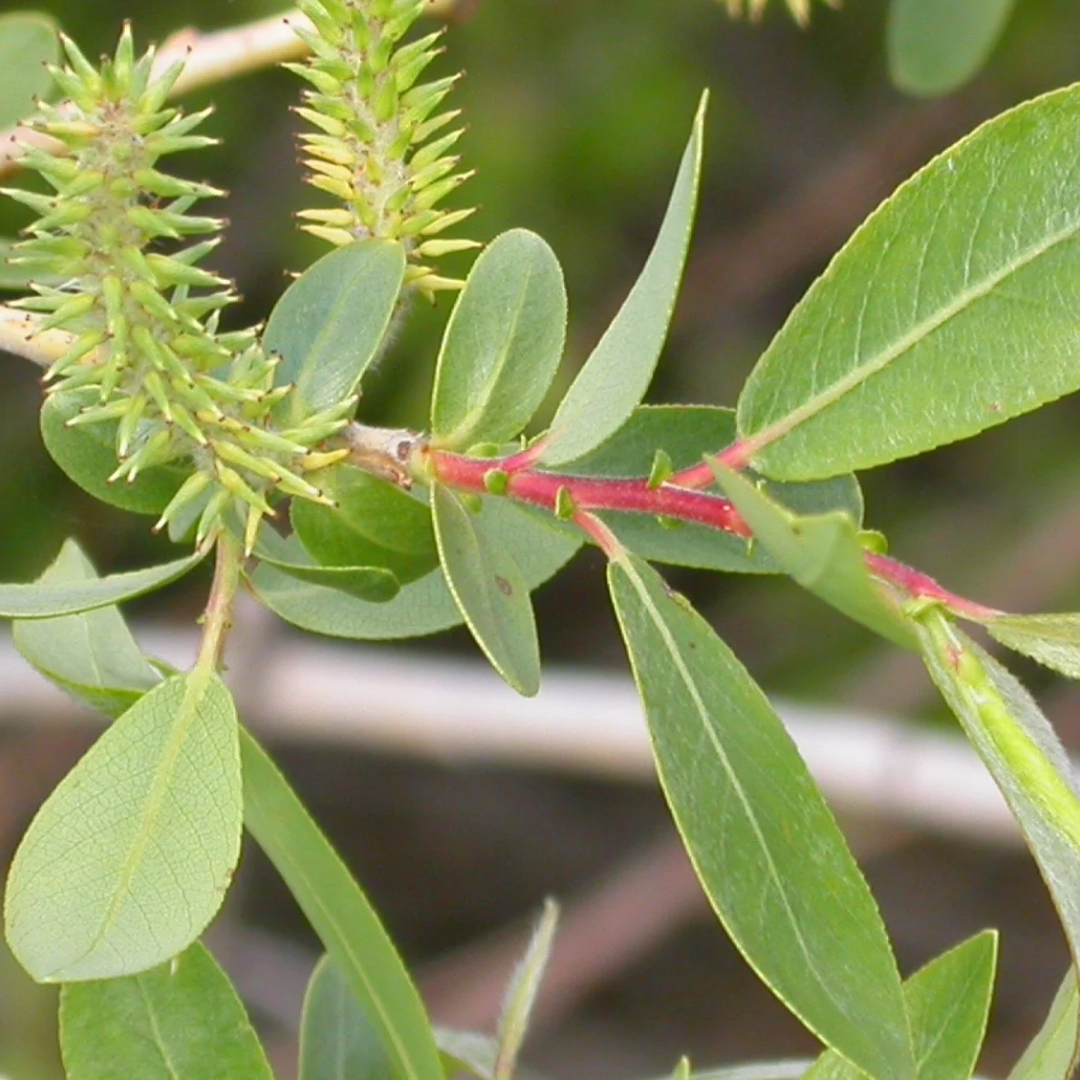 Salix eriocephala