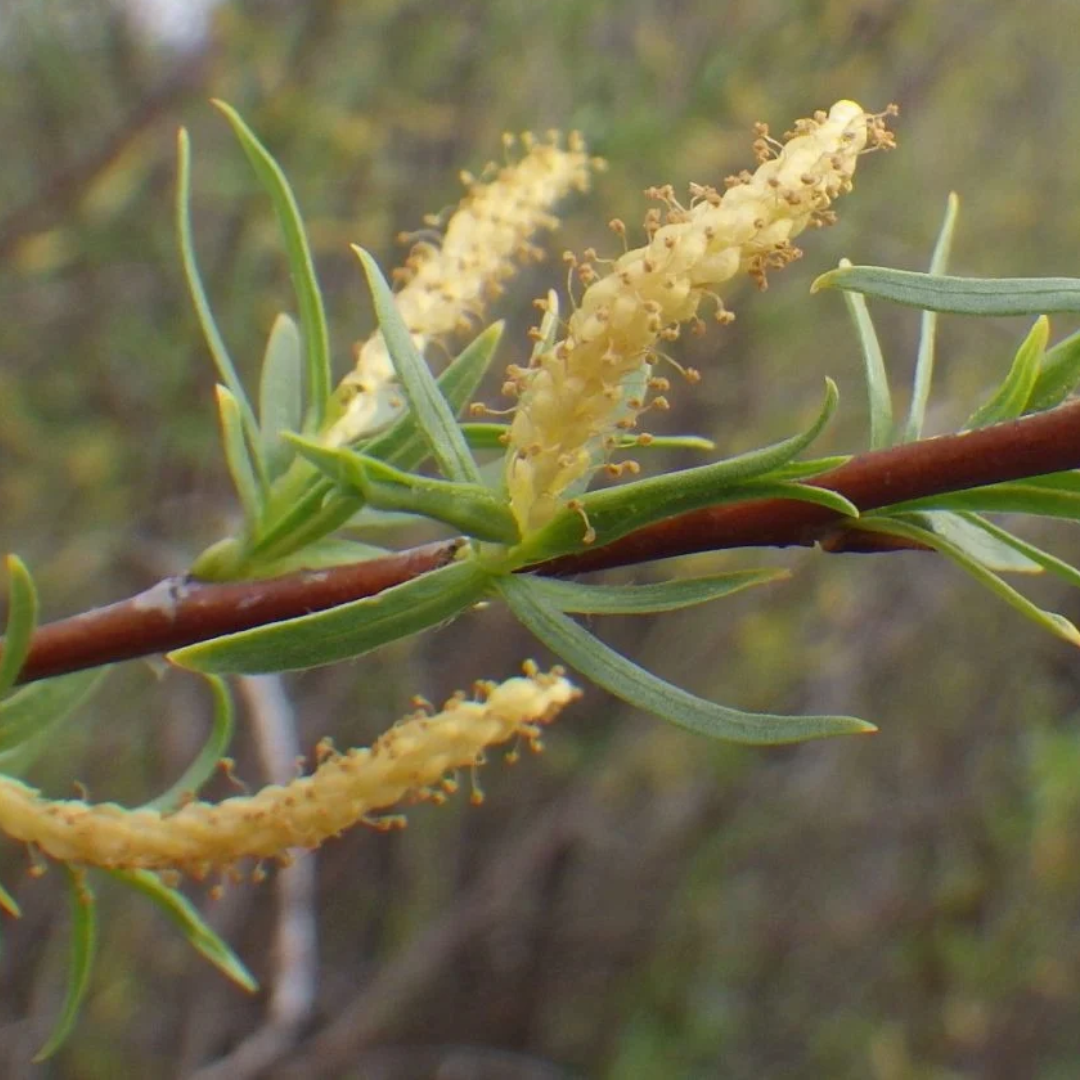 Salix exigua